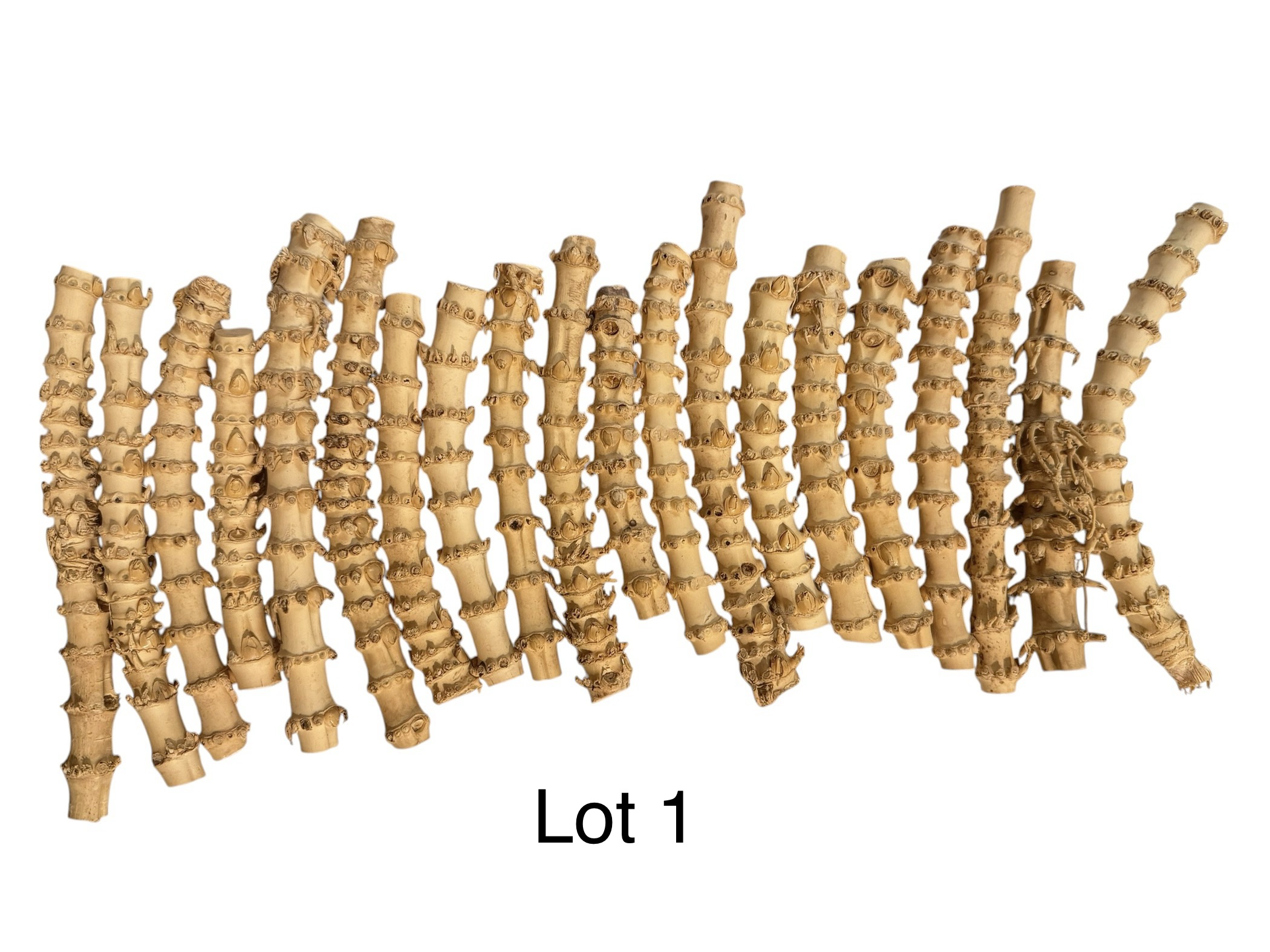 Lot 1