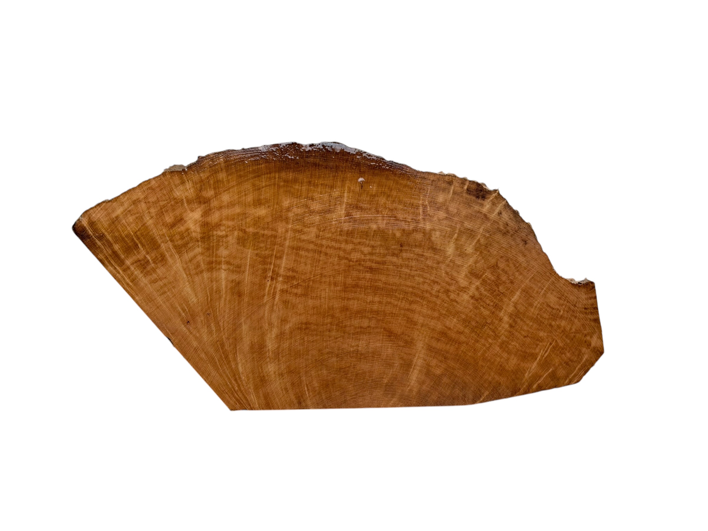 Briar #26