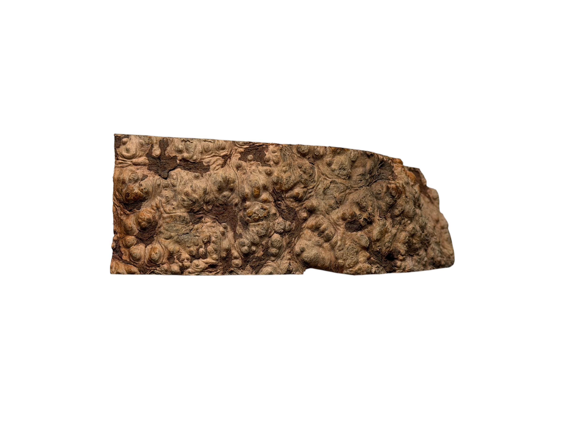 Briar #32 - Image 4